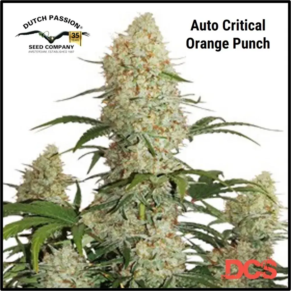 Auto Critical Orange Punch Feminised Cannabis Seeds | Dutch Passion