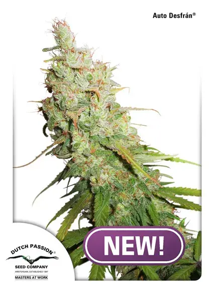 Auto Desfran Feminised Cannabis Seeds | Dutch Passion 