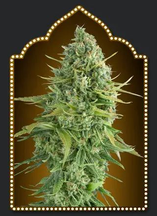 Auto Do-Si-Do Cookies Feminised Cannabis Seeds | OO Seeds