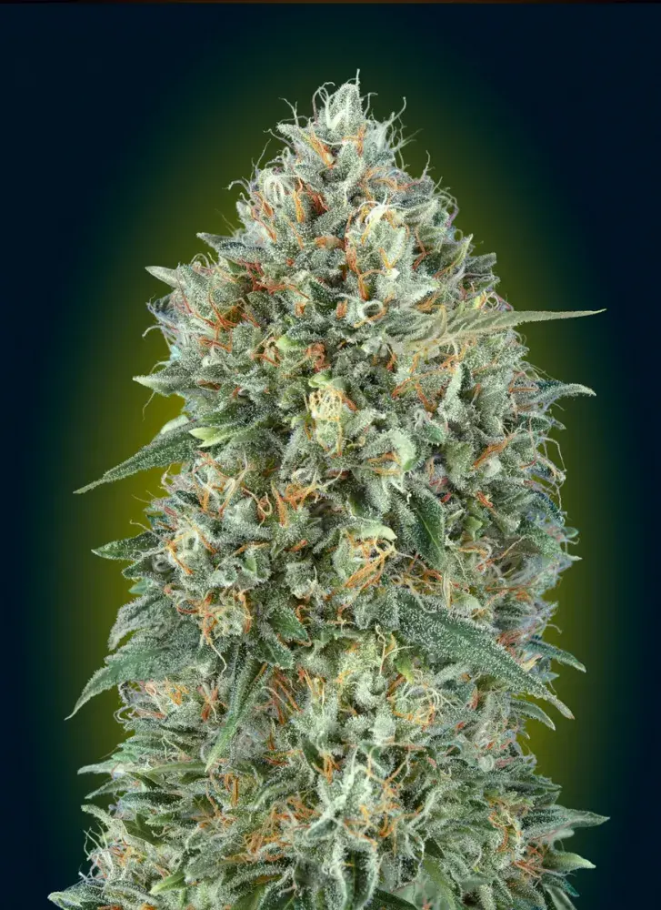 Auto Gelato #33 Feminised Cannabis Seeds | Advanced Seeds 