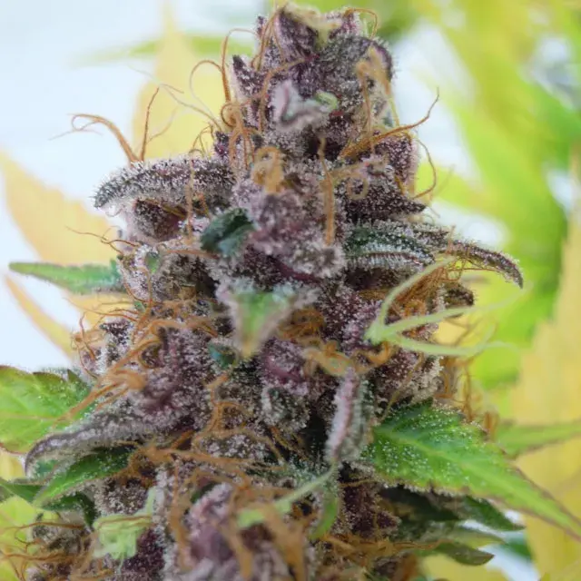 Auto Gelato Feminised Cannabis Seeds | Original Sensible Seeds