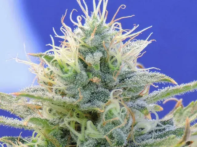 Auto Ghost OG Feminised Cannabis Seeds | Original Sensible Seeds