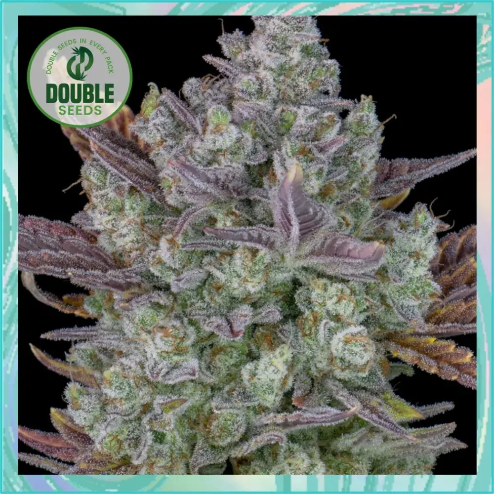 Auto Gorilla Cookies - Double Seeds