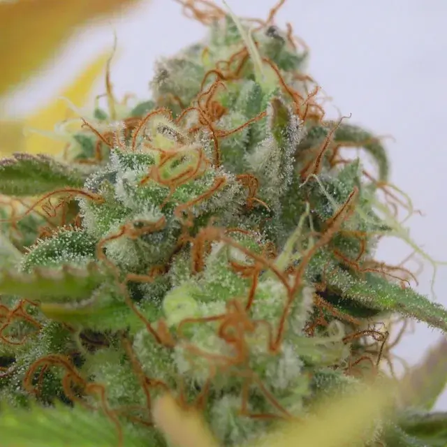 Auto GG #4 Feminised Cannabis Seeds | Original Sensible Seeds