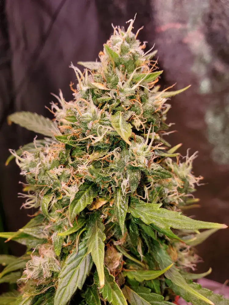 Auto Gucci Dreams Feminised Cannabis Seeds | Top Shelf Elite