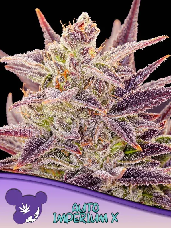 Auto Imperium X Feminised Cannabis Seeds - Anesia Seeds