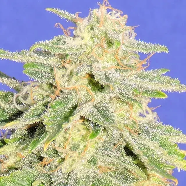 Auto JH Feminised Cannabis Seeds | Original Sensible Seeds