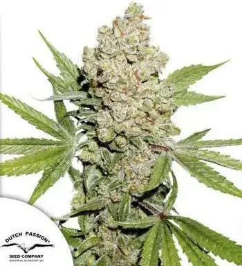 Auto Lemon Kix Feminised Cannabis Seeds | Dutch Passion 