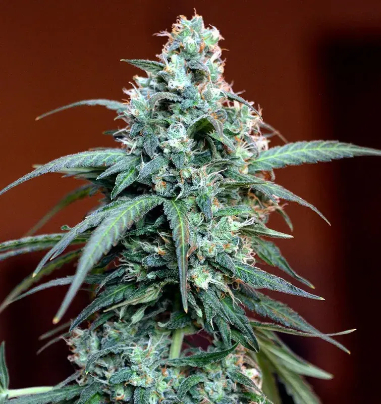 Auto Massassin Feminised Cannabis Seeds | Critical Mass Collective Seeds