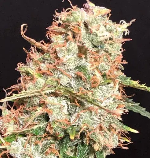 Auto Masszar Feminised Cannabis Seeds | Critical Mass Collective Seeds