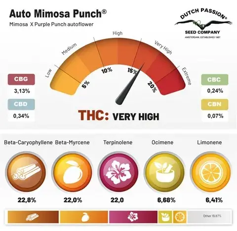 Auto Mimosa Punch Feminised Cannabis Seeds | Dutch Passion