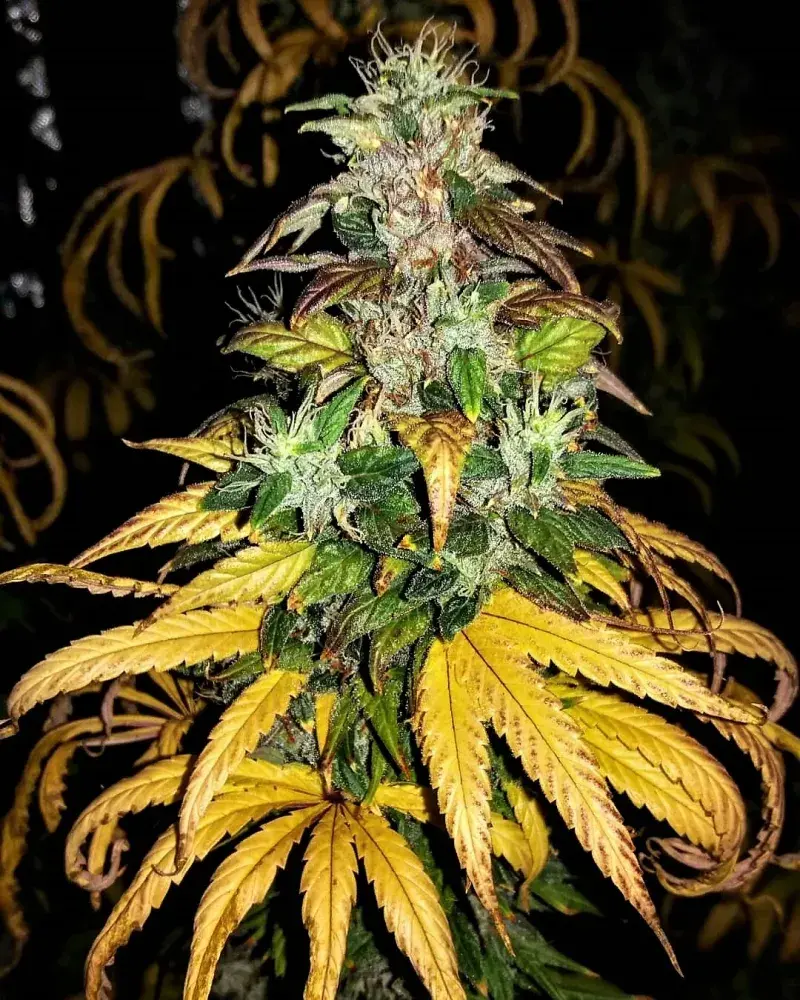Auto Monolith Mass Feminised Cannabis Seeds | Critical Mass Collective