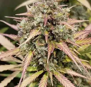 Auto Monster Breath Feminised Cannabis Seeds | Critical Mass Collective Seeds
