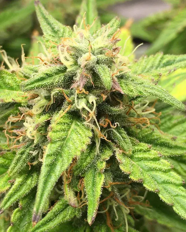 Auto Moon Fruit Feminised Cannabis Seeds | Top Shelf Elite