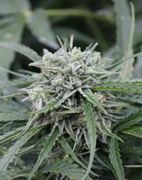 Auto NL Feminised Cannabis Seeds | Female Seeds 