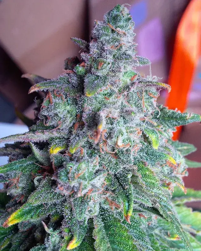 Auto Nightcrawler OG Feminised Cannabis Seeds | Top Shelf Elite