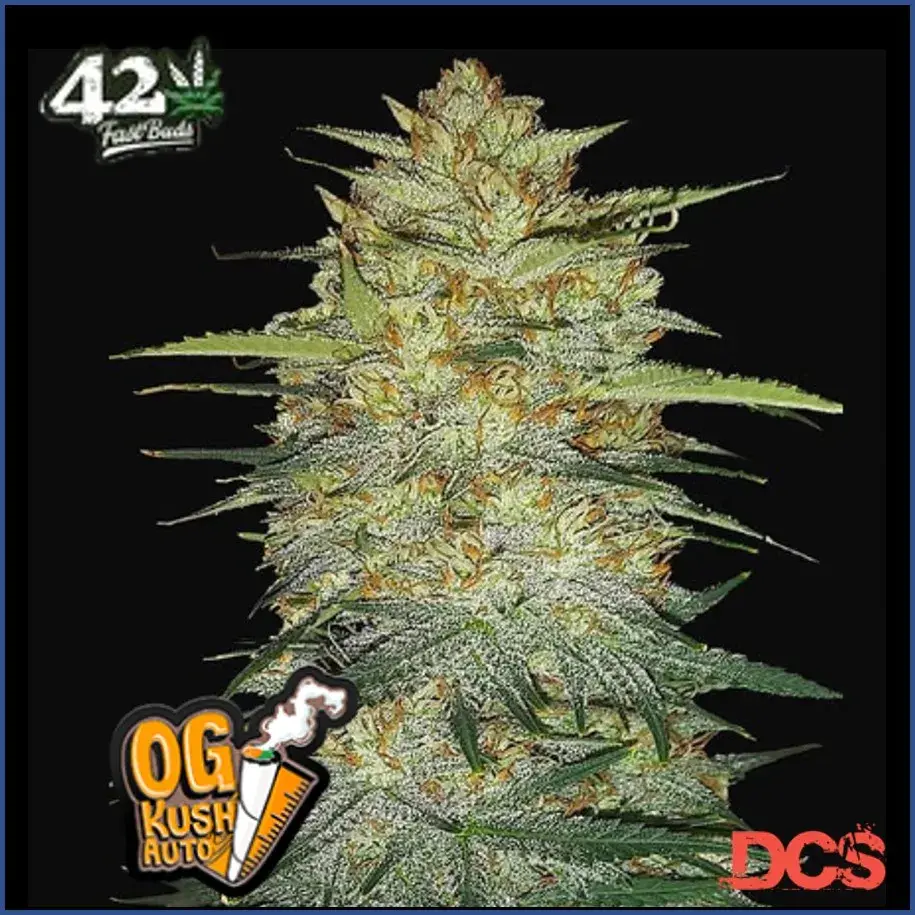 Auto OG Kush Feminised Cannabis Seeds | Fast Buds Originals