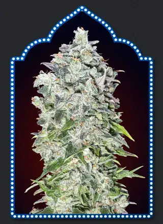 Auto OO Kush Feminised Cannabis Seeds | OO Seeds