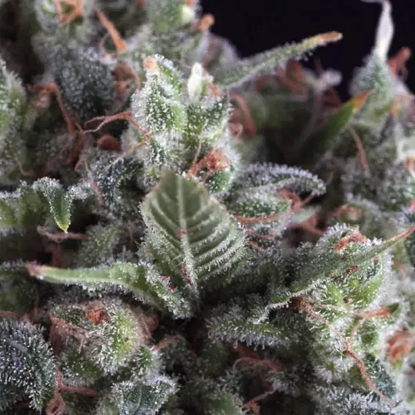 Auto Olympia Feminised Cannabis Seeds | Pyramid Seeds