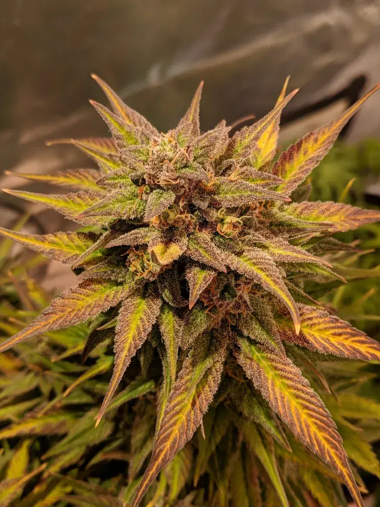 Auto Pineapple Crack Feminised Cannabis Seeds | Top Shelf Elite