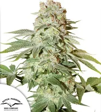 Auto Power Plant Feminised Cannabis Seeds | Dutch Passion 