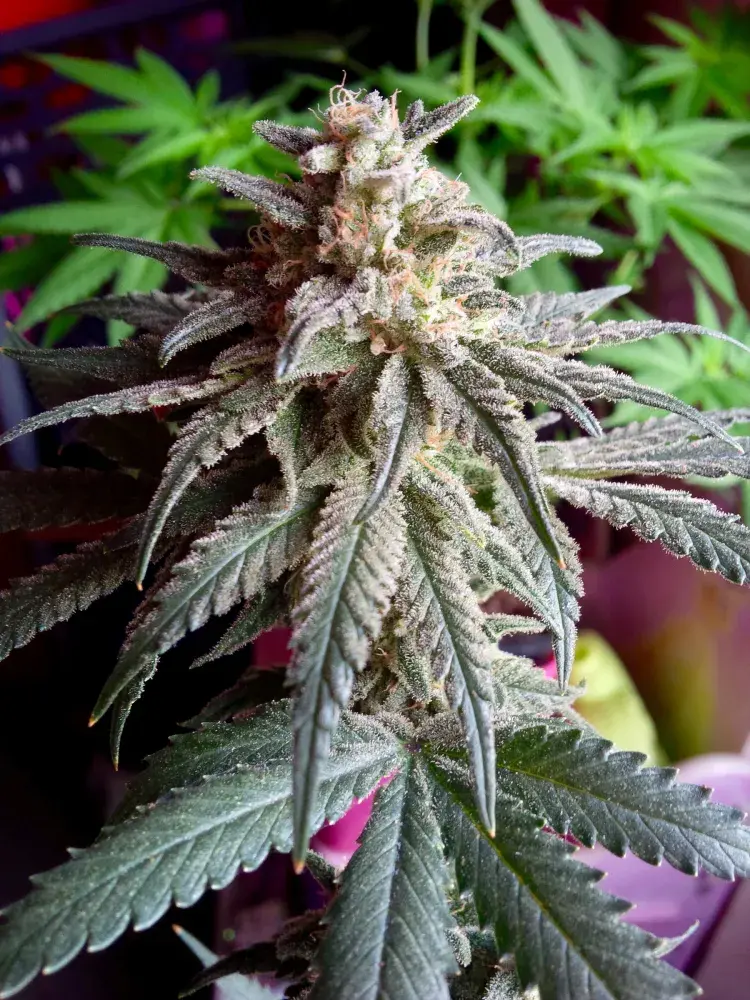 Auto Purple Dawg Mass Feminised Cannabis Seeds | Critical Mass Collective Seeds