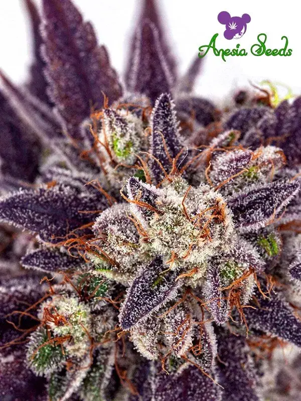 Auto Purple Domina Feminised Cannabis Seeds - Anesia Seeds