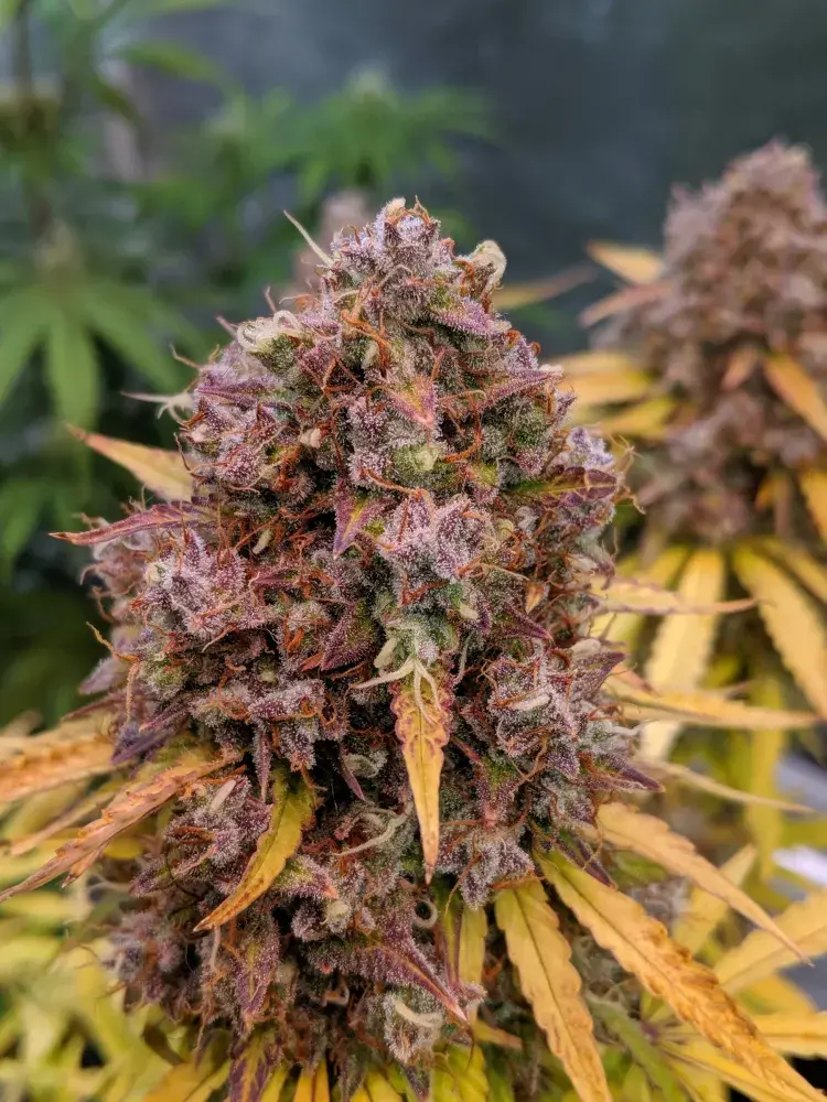 Auto San Francisco Sour Dough Feminised Cannabis Seeds | Top Shelf Elite