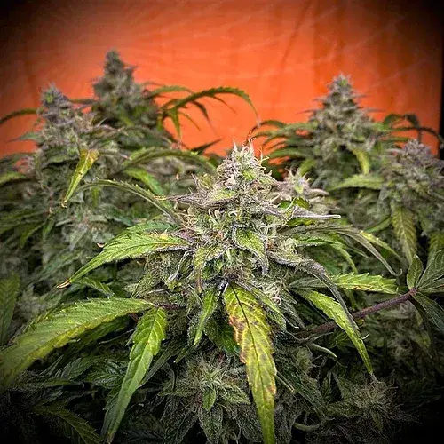 Auto Silver Napalm Feminised Cannabis Seeds | Top Shelf Elite