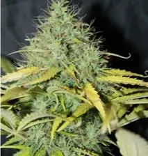 Auto Skunk #1 Feminised Cannabis Seeds | Seedsman