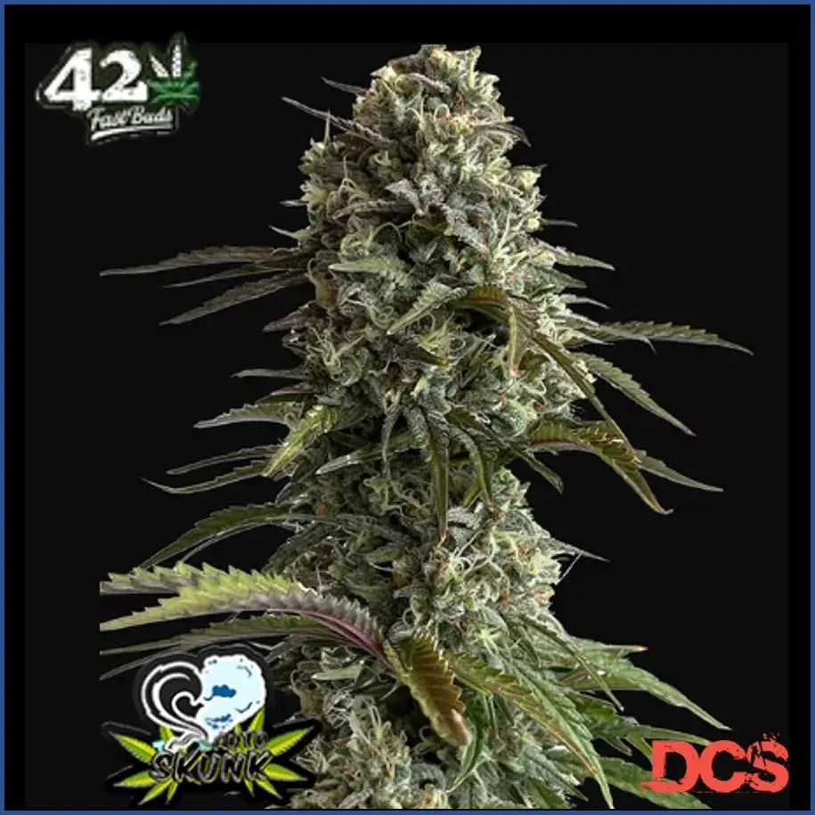 Auto Skunk Feminised Cannabis Seeds | Fast Buds Originals