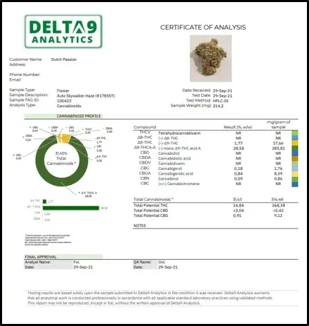 Auto Skywalker Haze Feminised Cannabis Seeds | Dutch Passion 