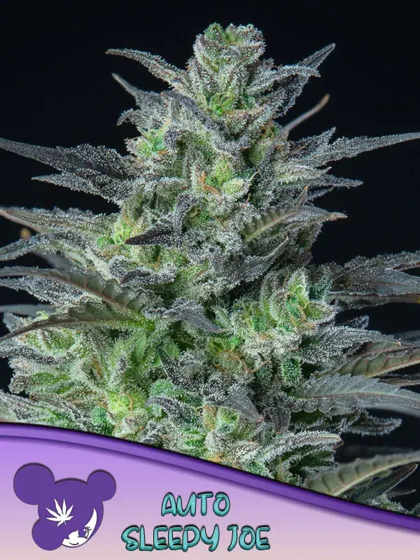 Auto Sleepy Joe Feminised Cannabis Seeds - Anesia Seeds