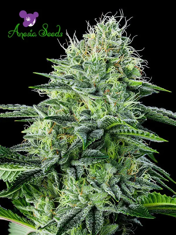 Auto Strawberry Banana Feminised Cannabis Seeds - Anesia Seeds
