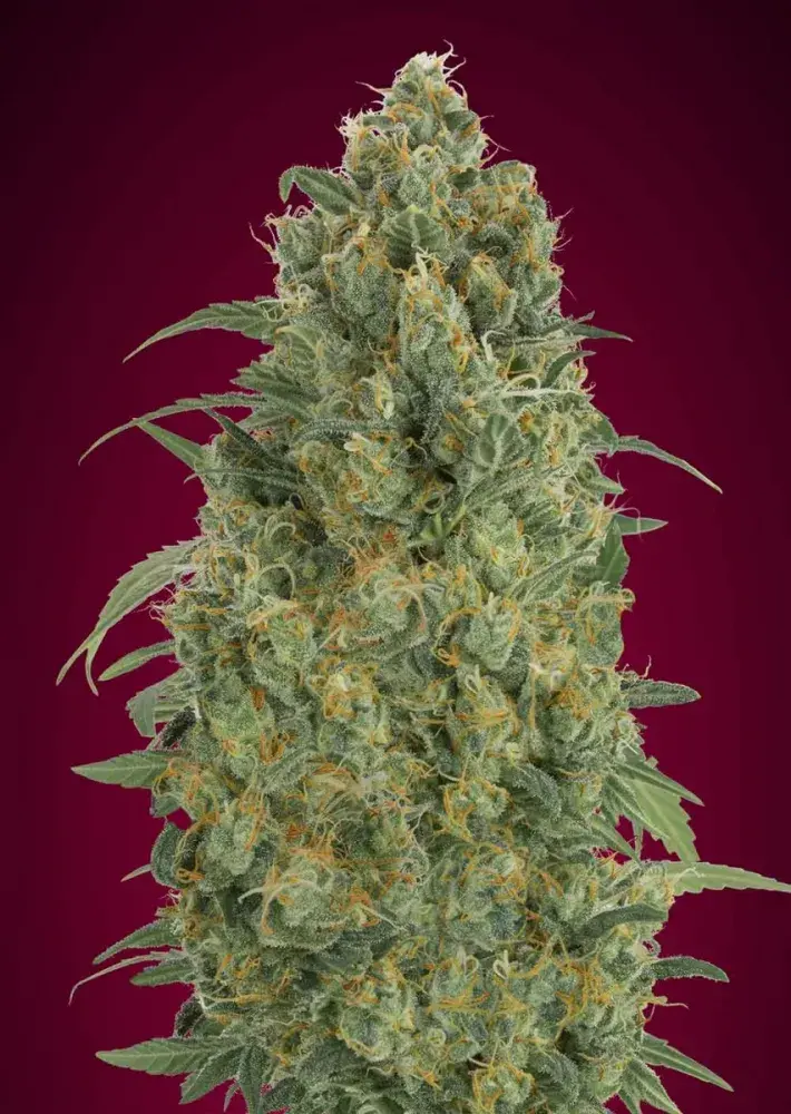 Auto Strawberry Gum Feminised Cannabis Seeds | Advanced Seeds 