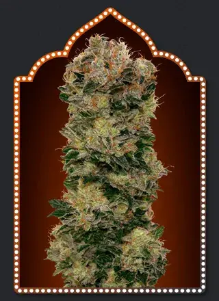 Auto Sweet Soma Feminised Cannabis Seeds | OO Seeds 