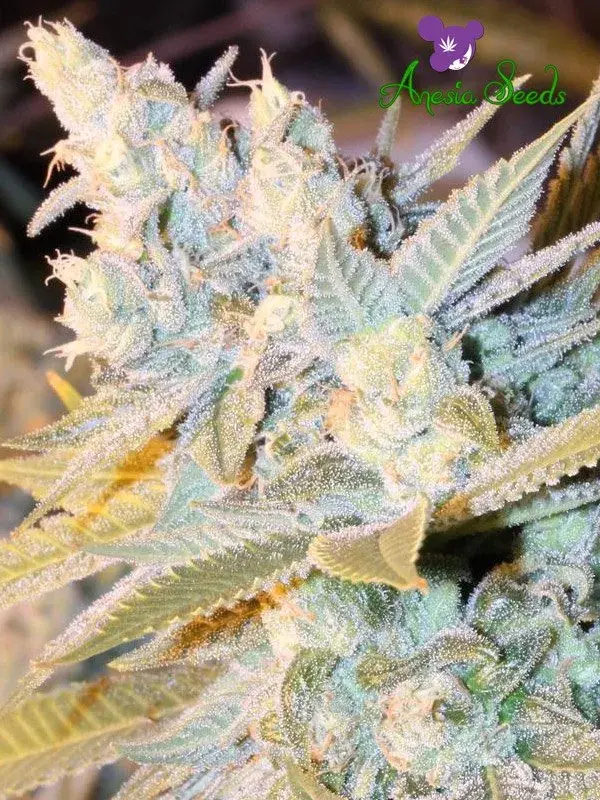 Auto Triple Cheese Feminised Cannabis Seeds - Anesia Seeds