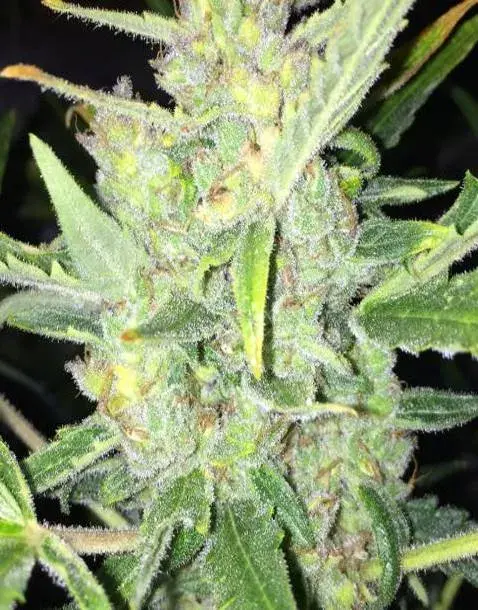 Auto White Widow x Big Bud Cannabis Seeds | Female Seeds 
