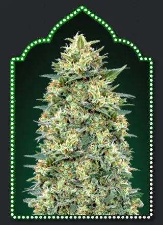 Auto White Widow Feminised Cannabis Seeds | OO Seeds