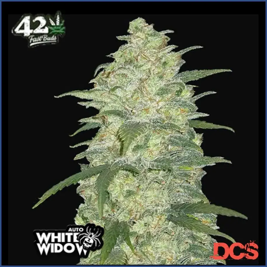Auto White Widow Feminised Cannabis Seeds | Fast Buds Originals