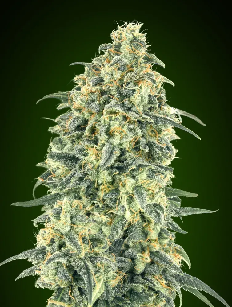 Auto White Widow XXL Feminised Cannabis Seeds | OO Seeds