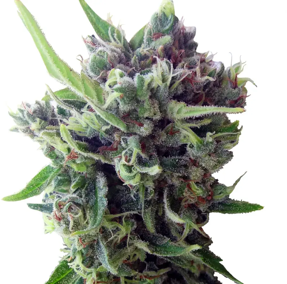 Auto Zamaldelica Feminised Cannabis Seeds | Ace Seeds