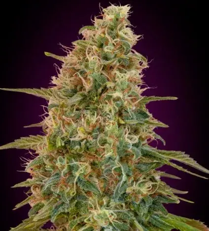 Auto Zkittlez Feminised Cannabis Seeds | Advanced Seeds 