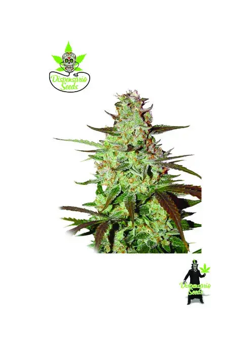 Auto Blueberry Express Feminised Cannabis Seeds | Dispensario Seeds