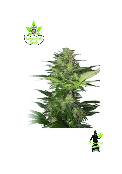 Auto Red White Dwarf  Feminised Cannabis Seeds | Dispensario Seeds