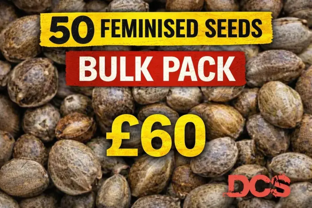 Auto Blackberry Gum 50 Seed Pack | Discount Cannabis Seeds.