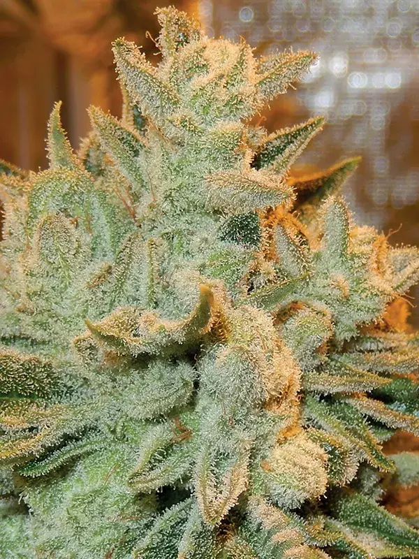 Auto Betty Feminised Cannabis Seeds - Anesia Seeds