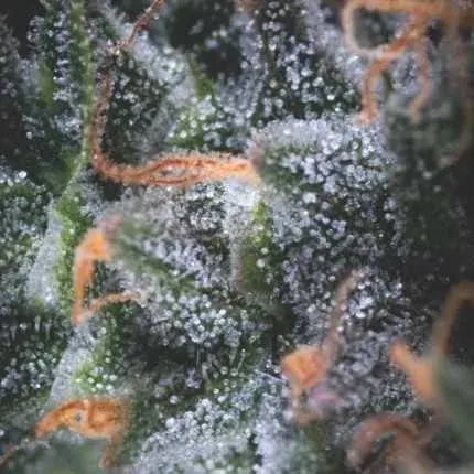 Auto Black Cherry Punch USA Range Feminised Cannabis Seeds | Pyramid Seeds USA Range