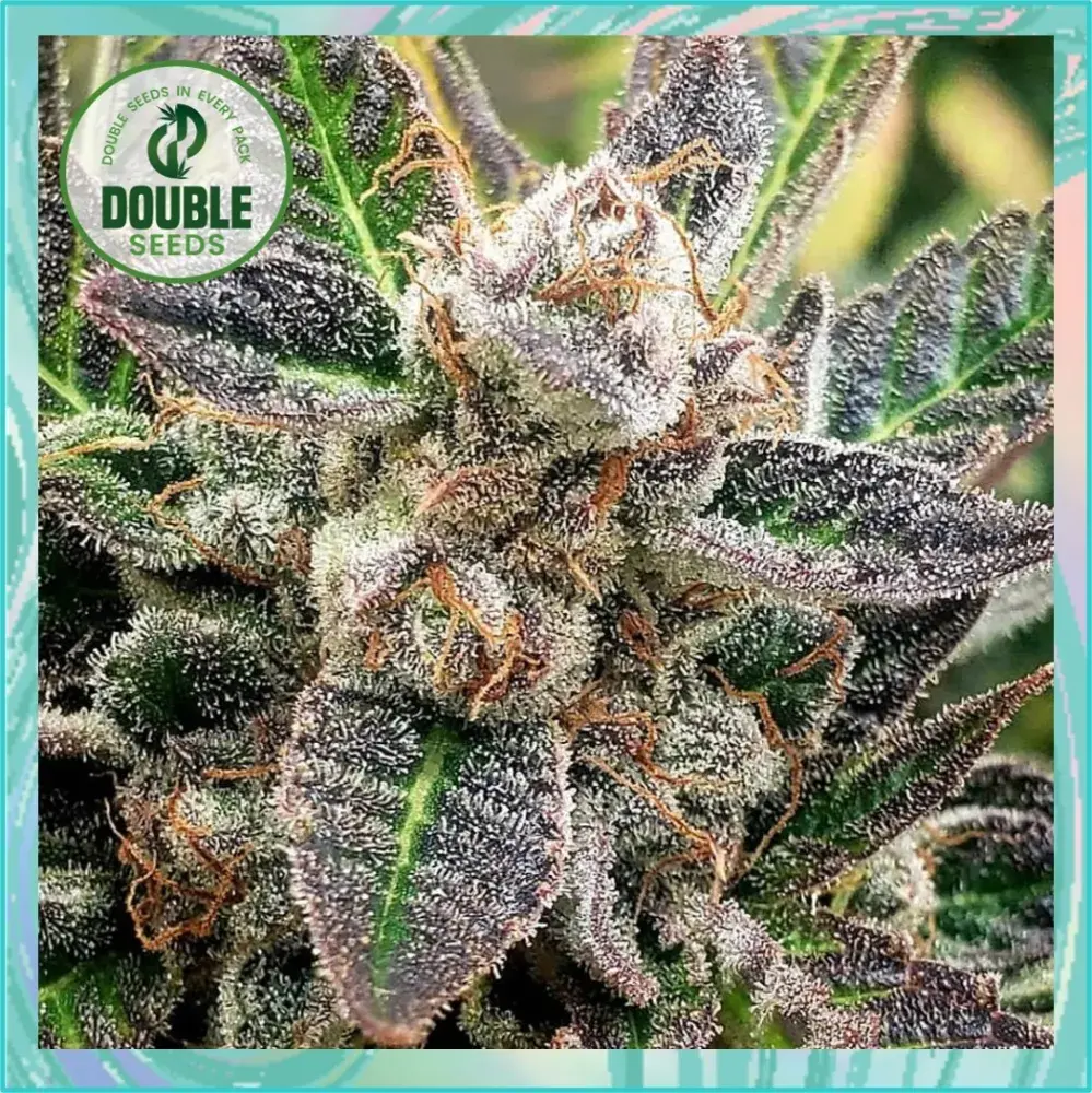 Auto Blueberry Gum  - Double Seeds