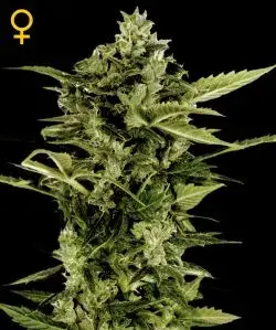 Auto Bomb Feminised Cannabis Seeds | Green House Seeds